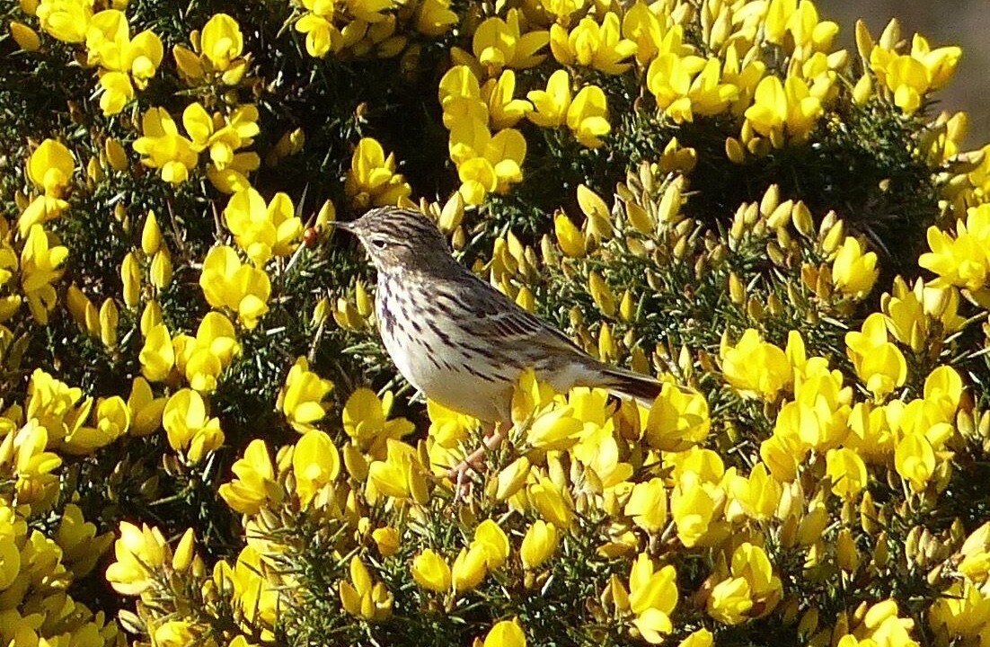 Photo of Others in Kilchattan Bay