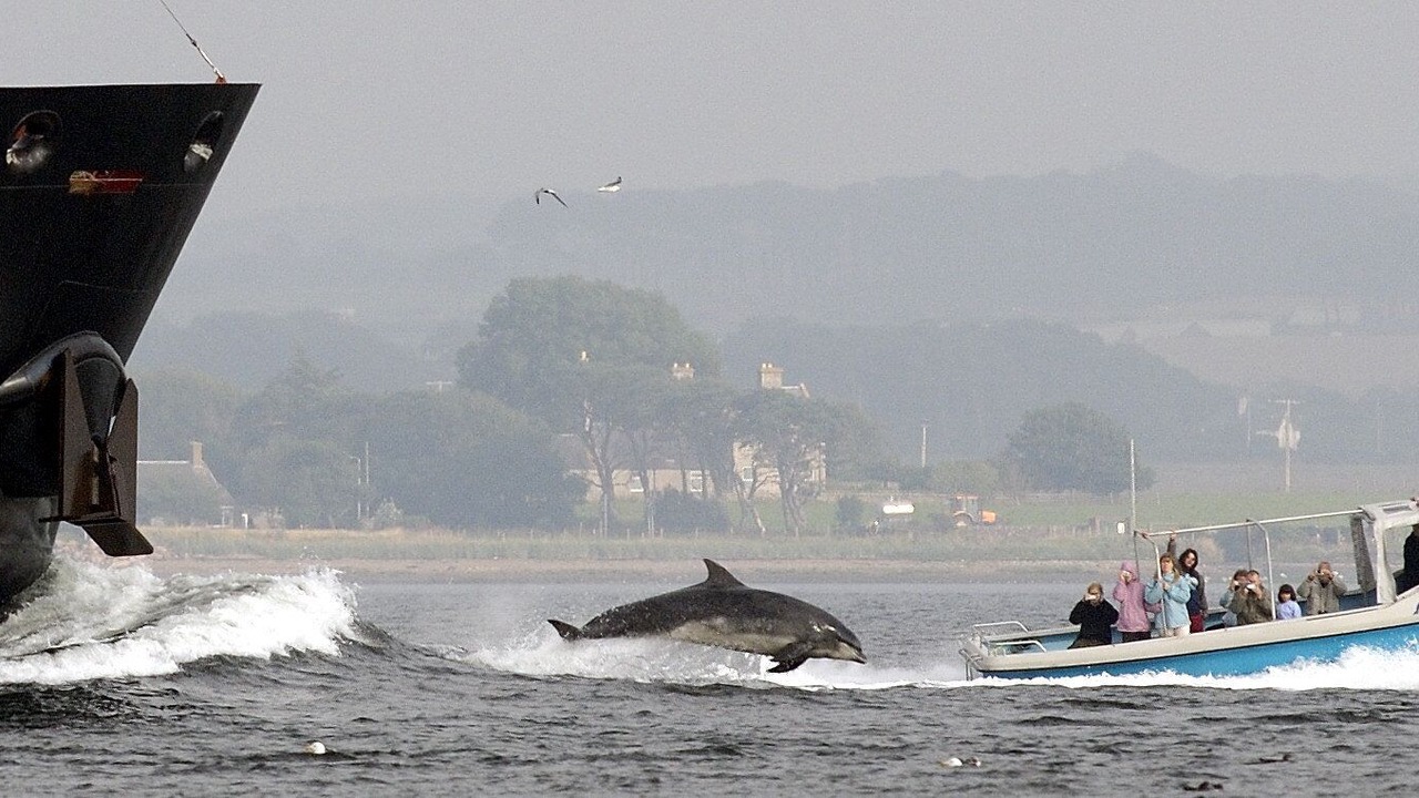 Photo of Others in Fortrose