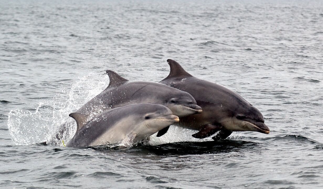 Photo of Others in Fortrose