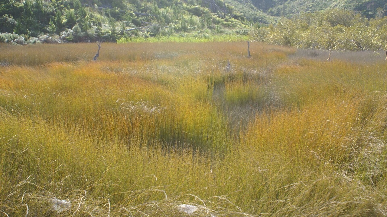 Photo of Outdoor in Mangapai