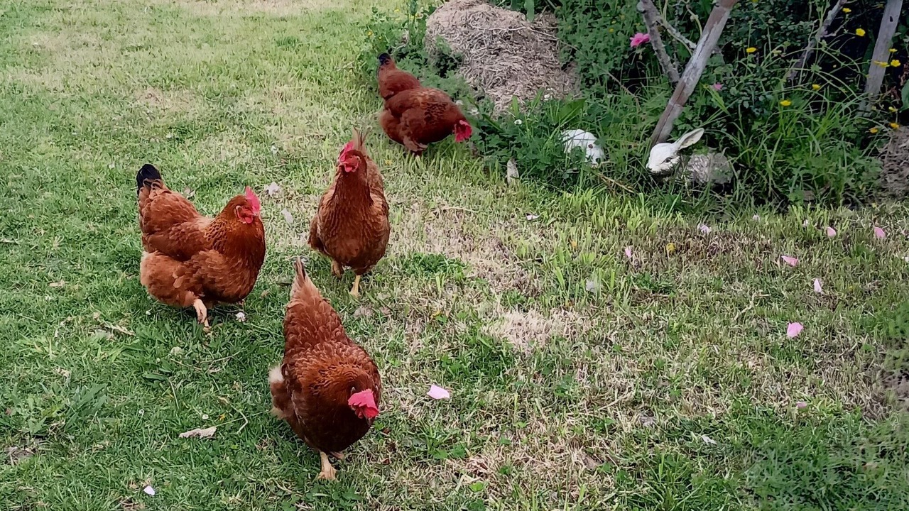 Photo of Outdoor in Awanui