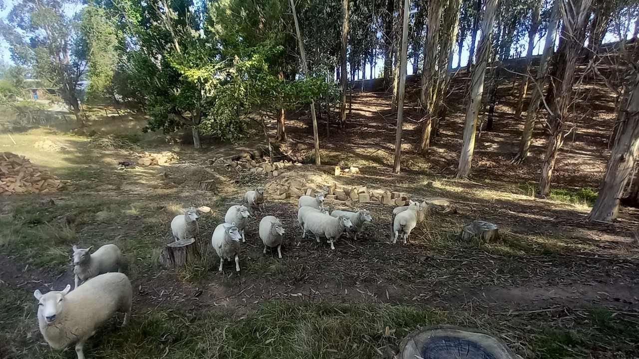 Photo of Outdoor in Feilding