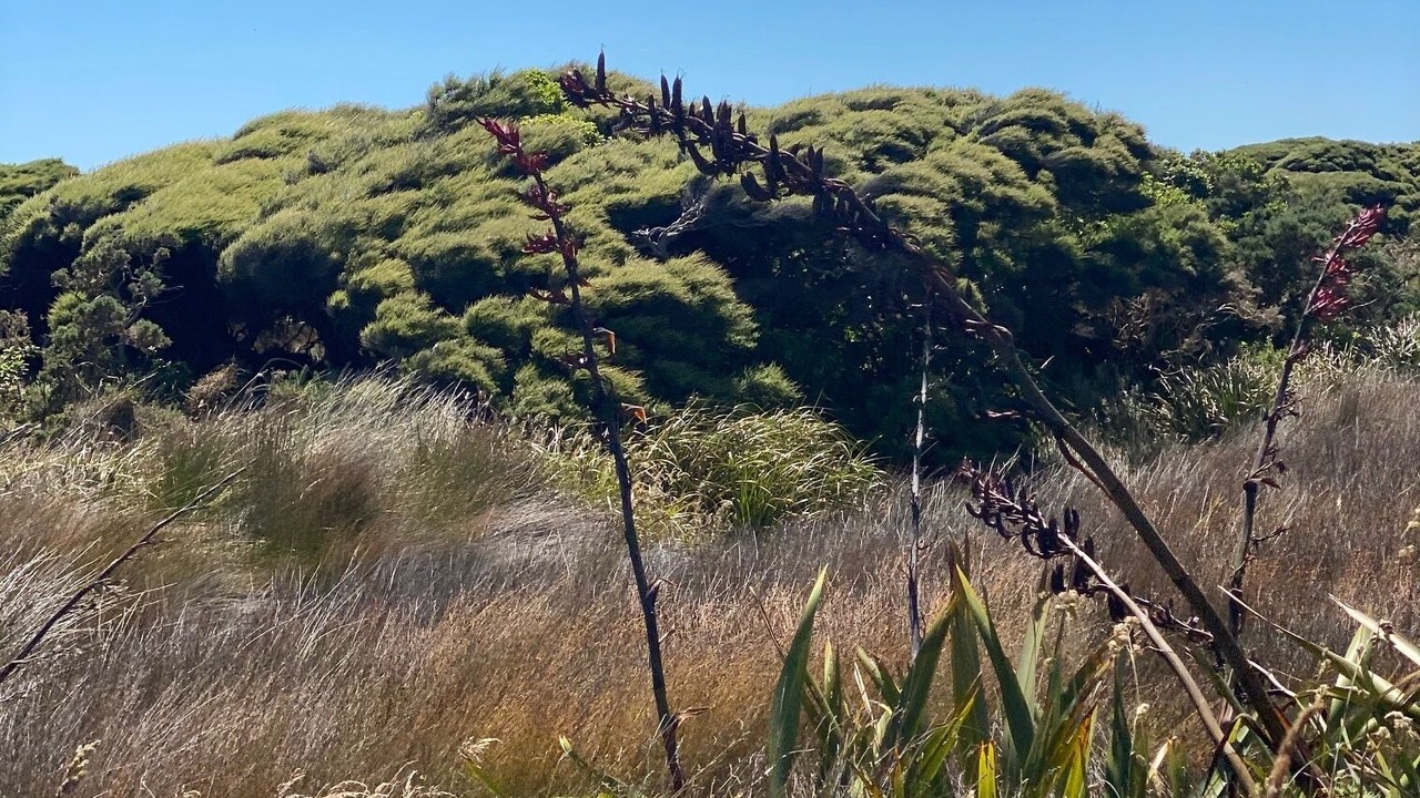 Photo of Others in Pakawau