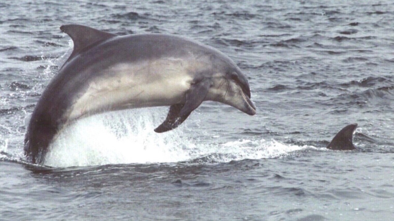 Photo of Others in Fortrose