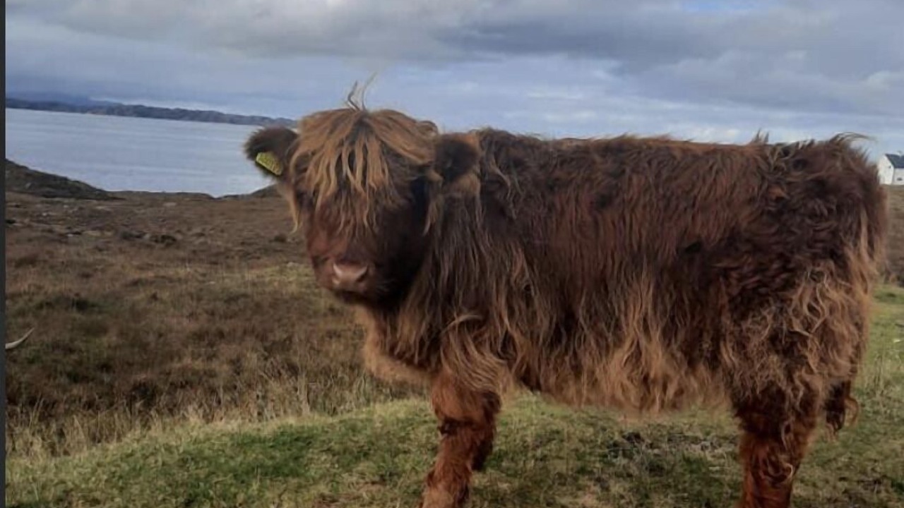 Photo of Others in Allanfearn