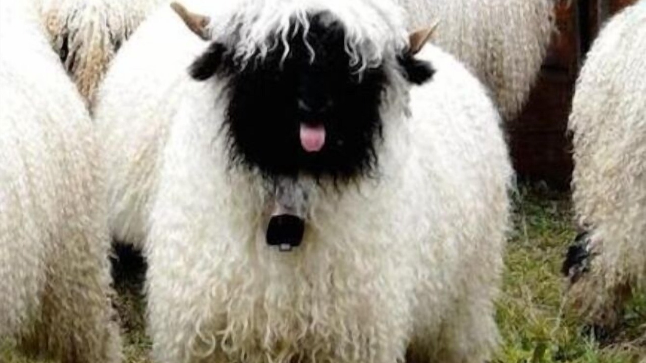 Photo of Others in Allanfearn