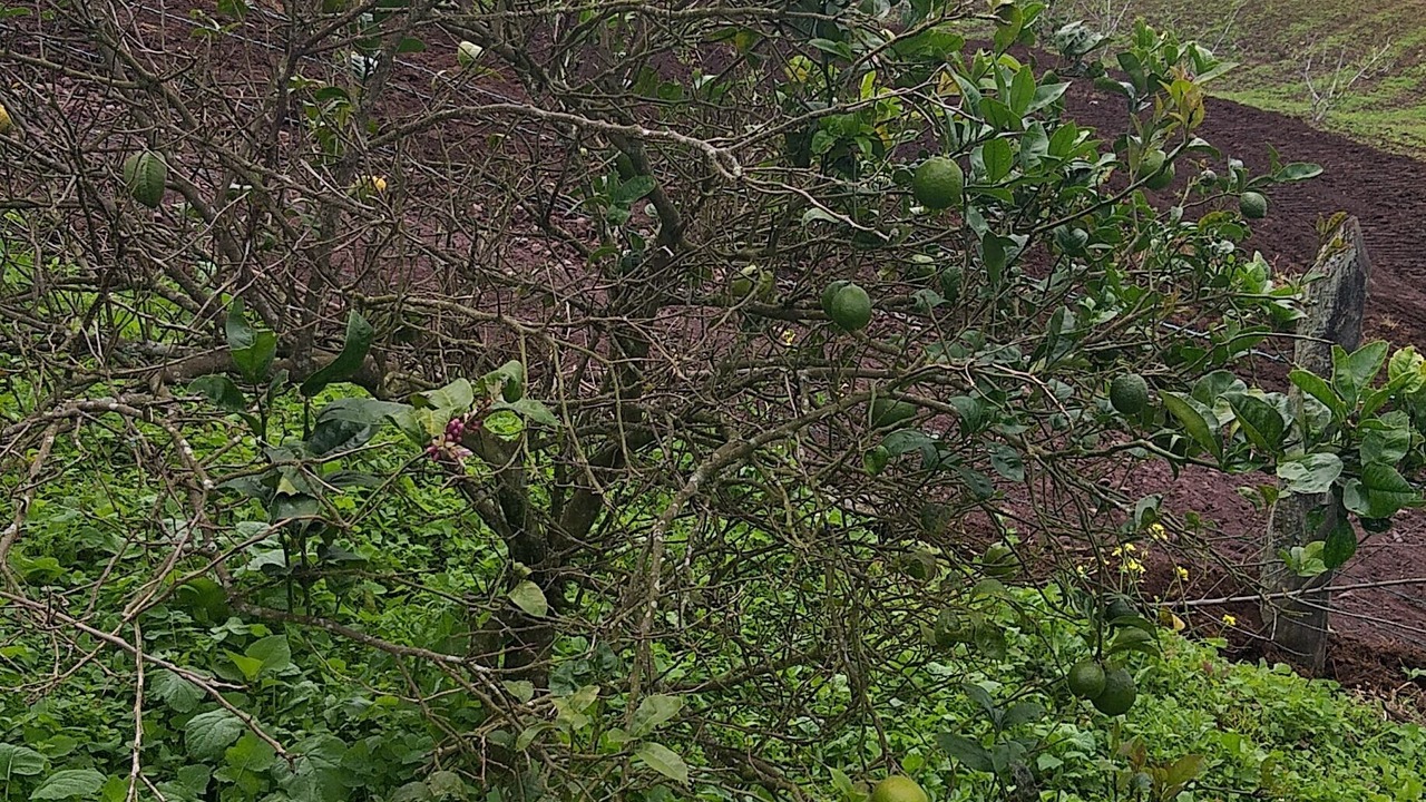 Photo of Outdoor in Pacayas