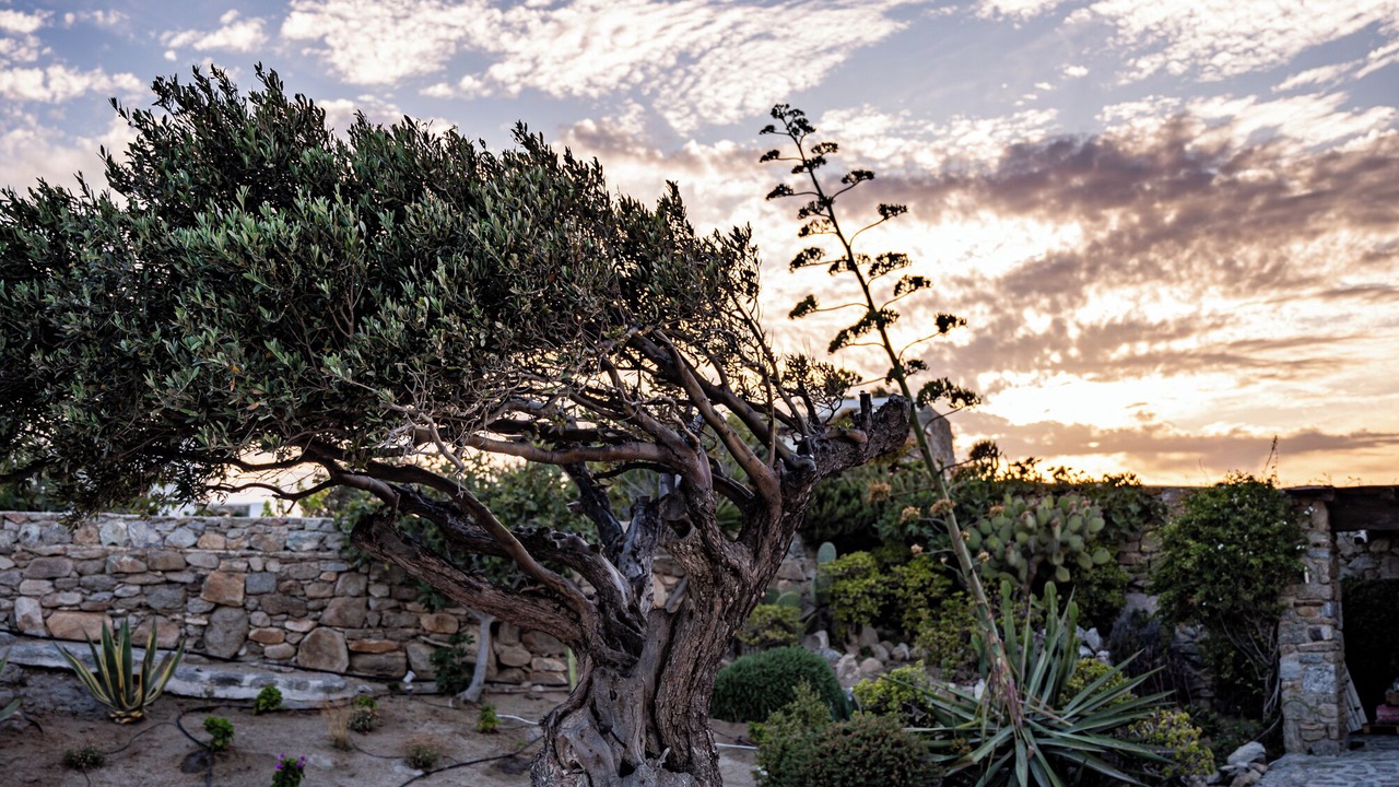 Photo of Outdoor in Ornos