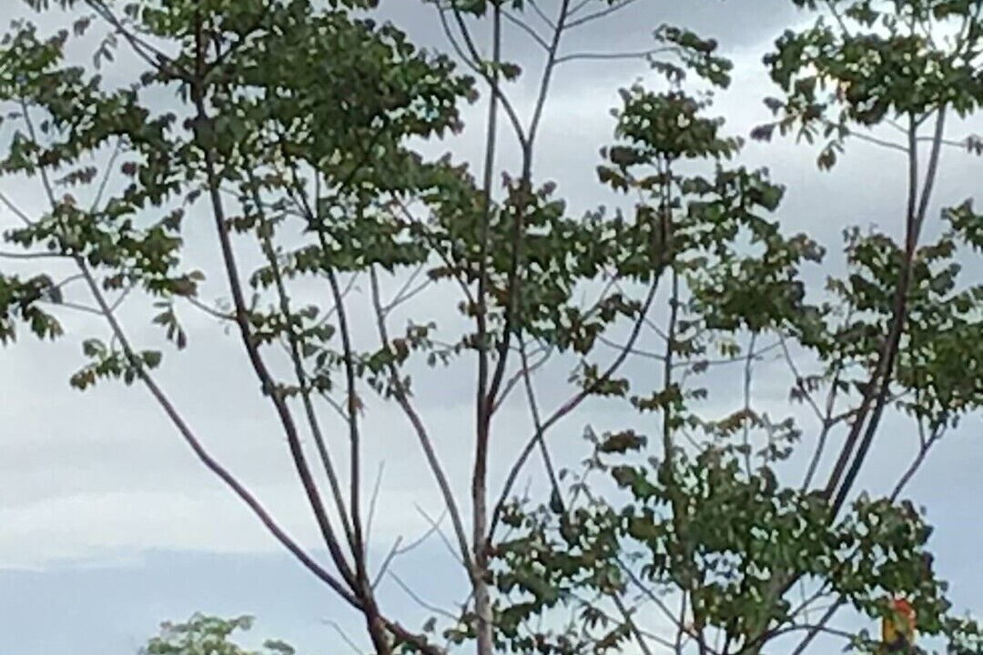 Photo of Outdoor in Penas Blancas