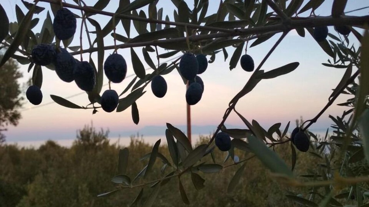 Photo of Outdoor in Pangaio