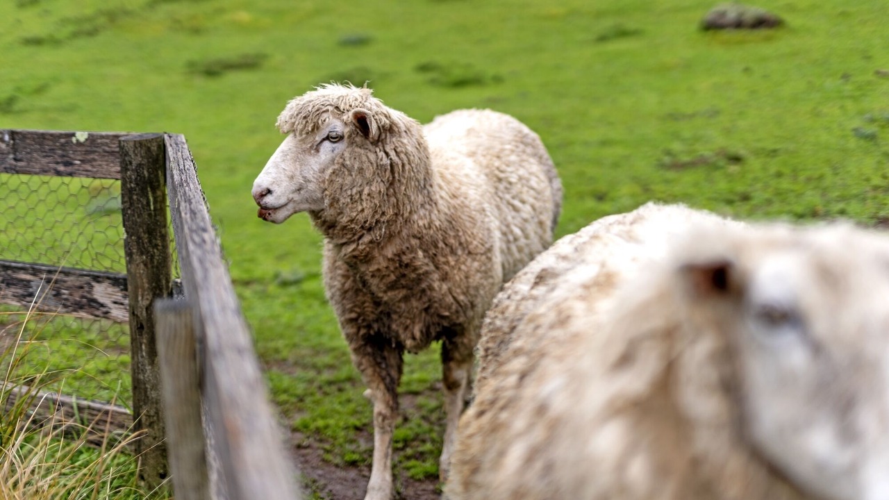 Photo of Others in Mole Creek