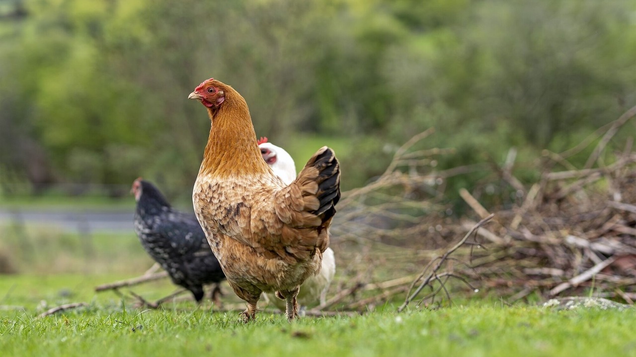 Photo of Others in Mole Creek