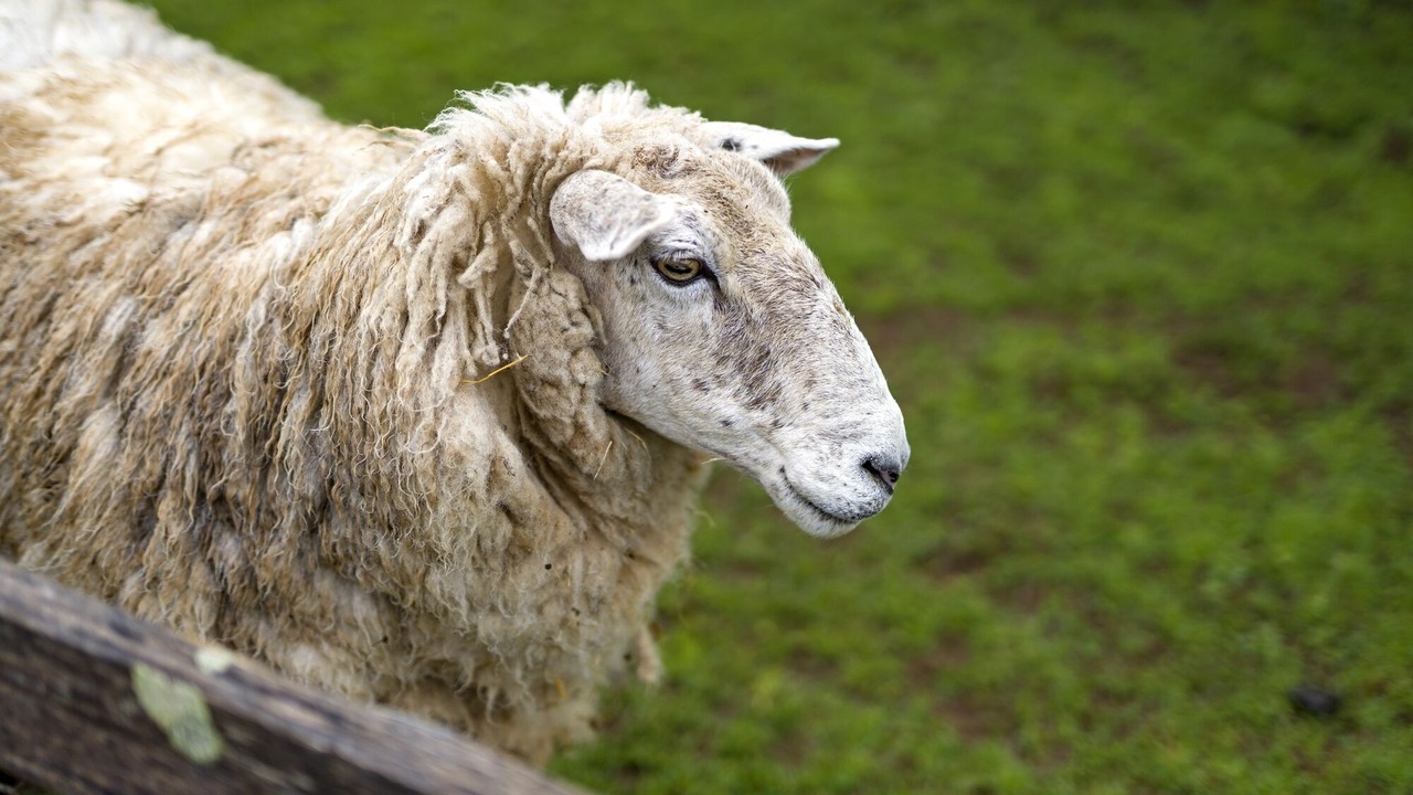 Photo of Others in Mole Creek