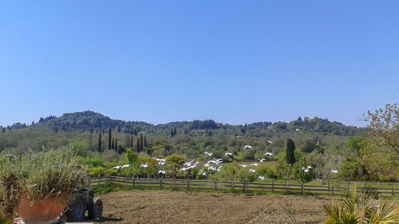 Photo of Others in Petaleia