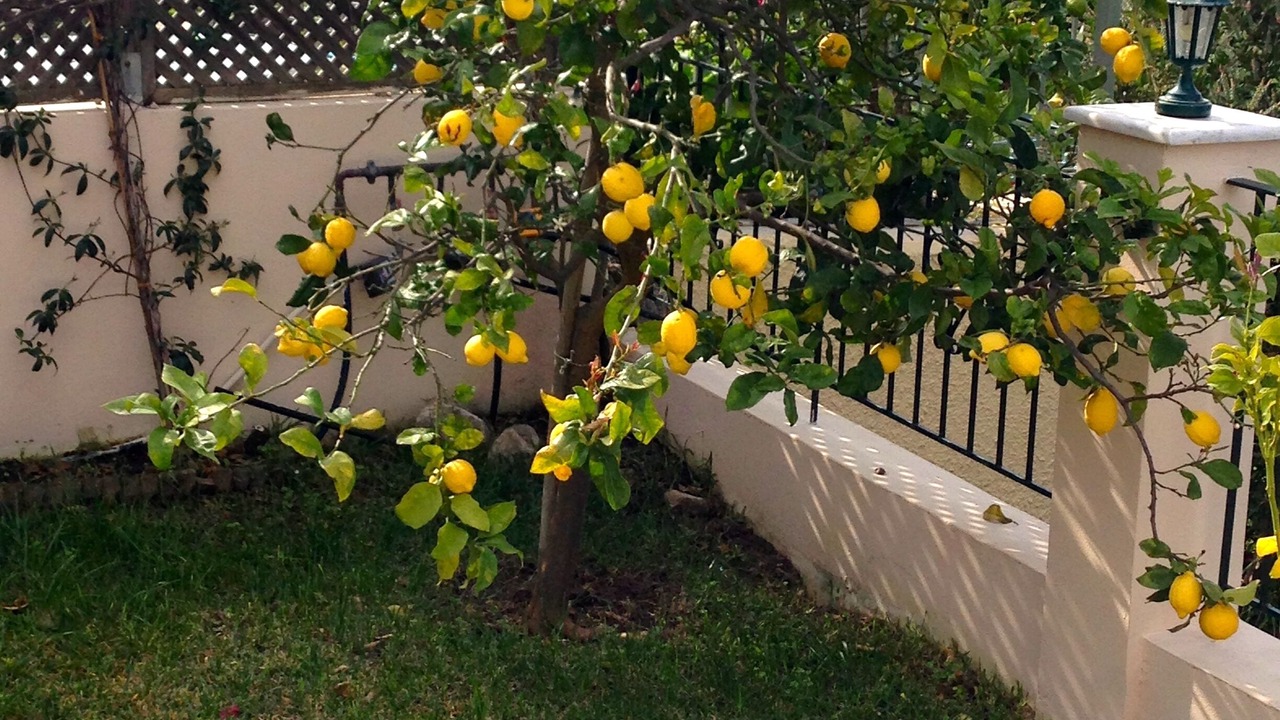 Photo of Outdoor in Kaligata