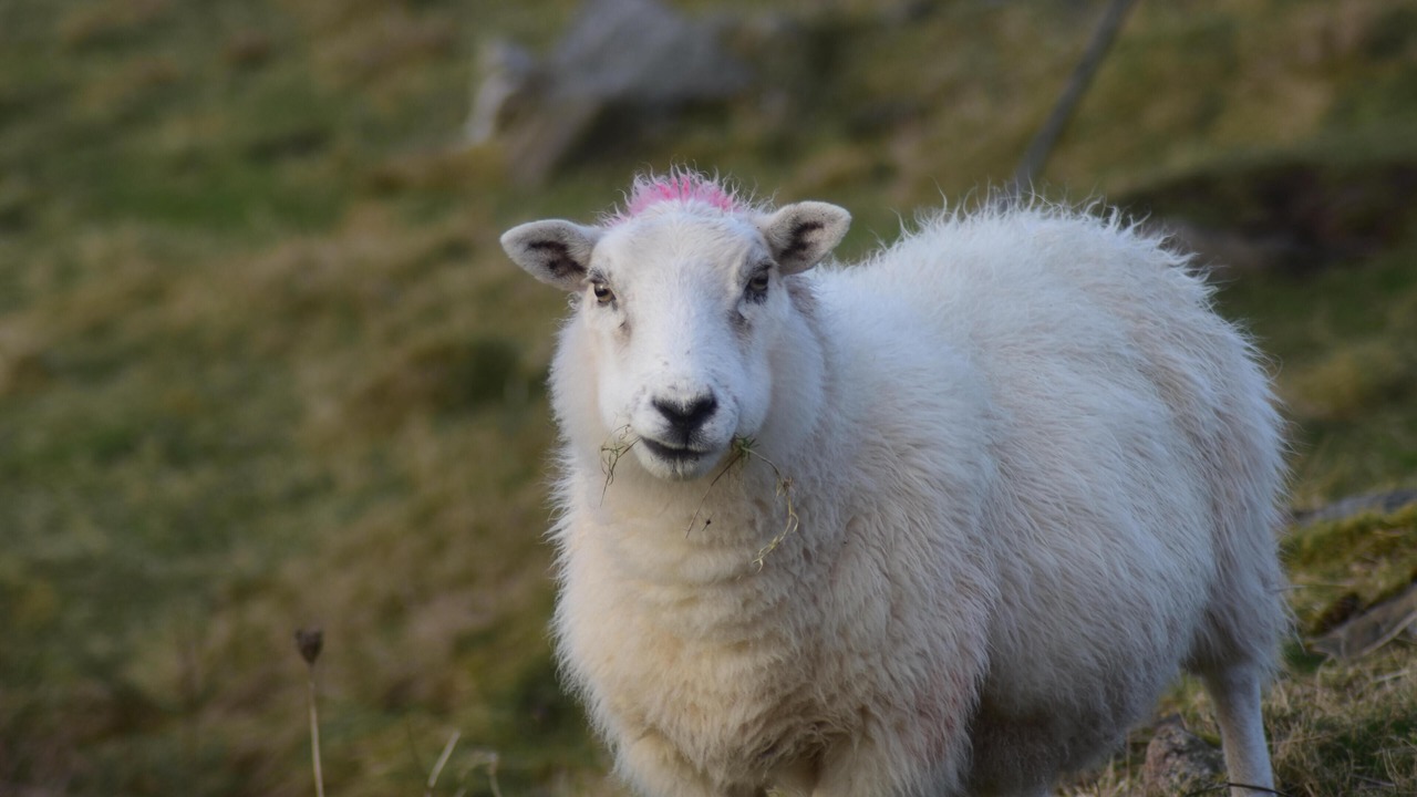 Photo of Others in Eriskay