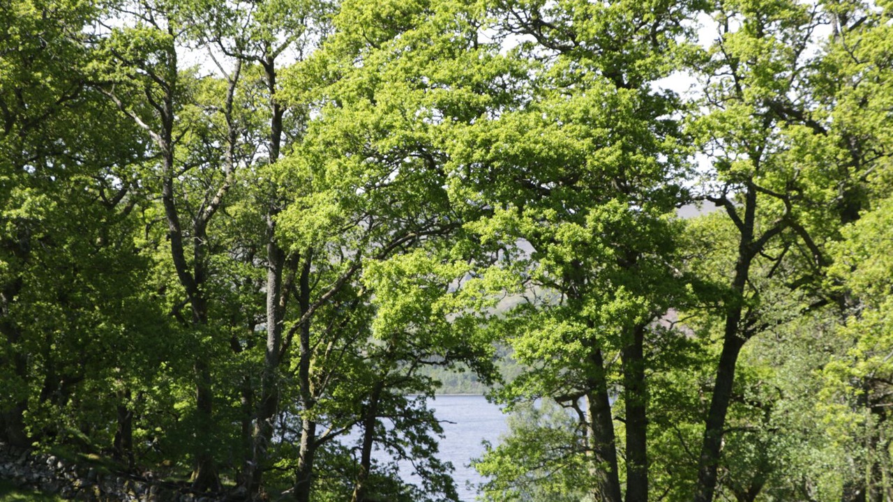 Photo of Outdoor in Lochearnhead