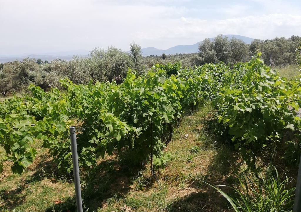 Photo of Outdoor in Dirfys-Messapia