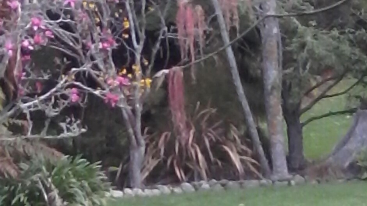 Photo of Outdoor in Manakau