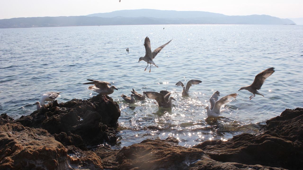 Photo of Others in Aristotelis