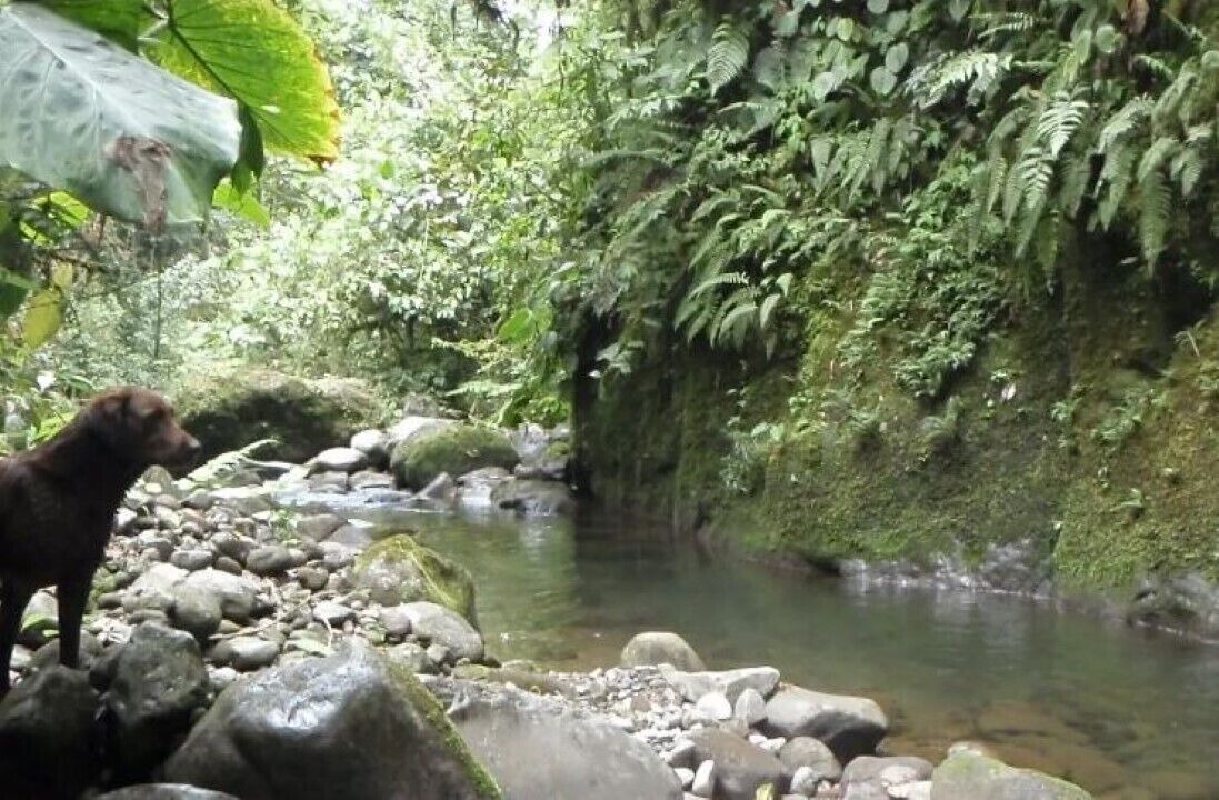 Photo of Outdoor in Turrialba