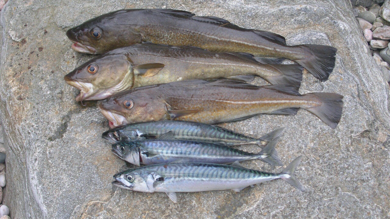 Photo of Others in Aberdeen
