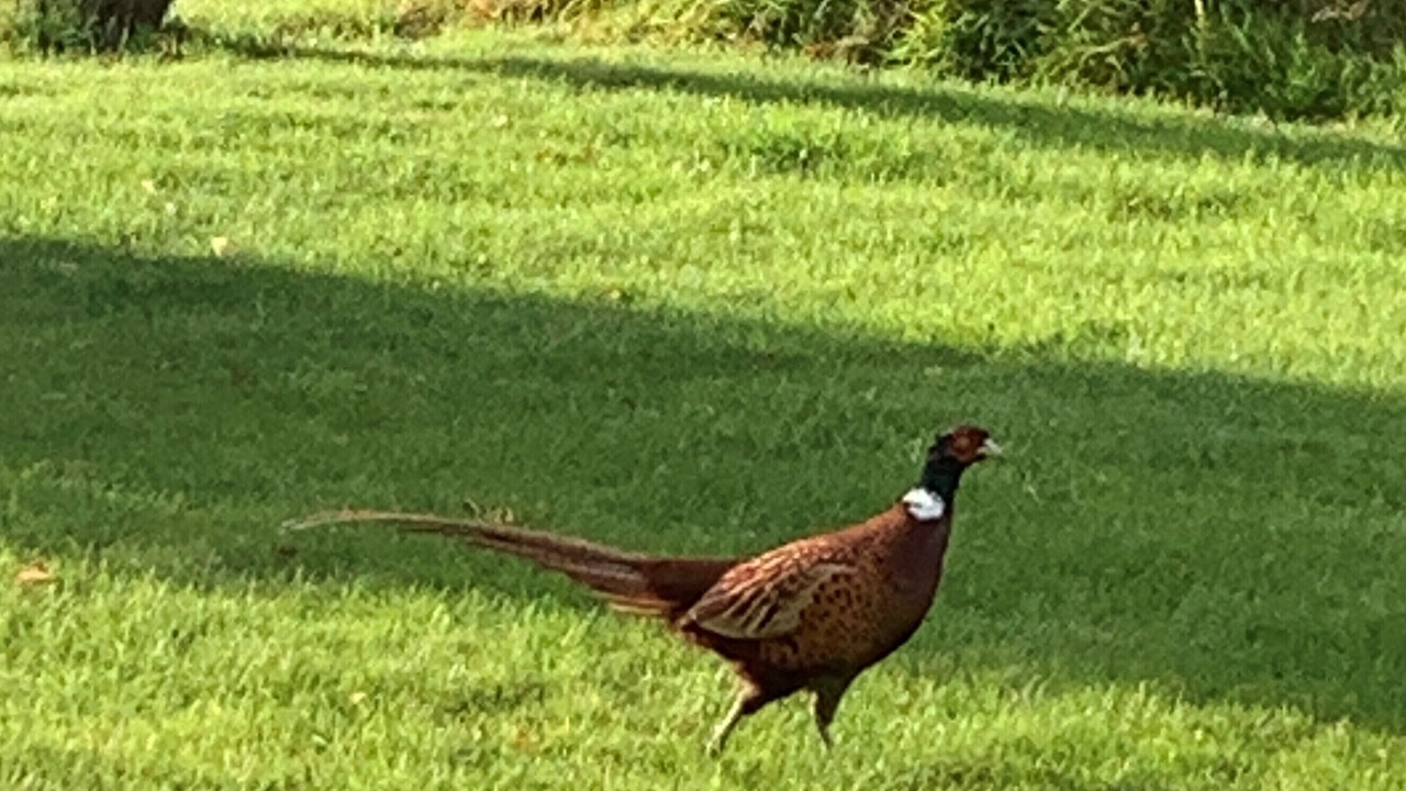 Photo of Others in Evanton