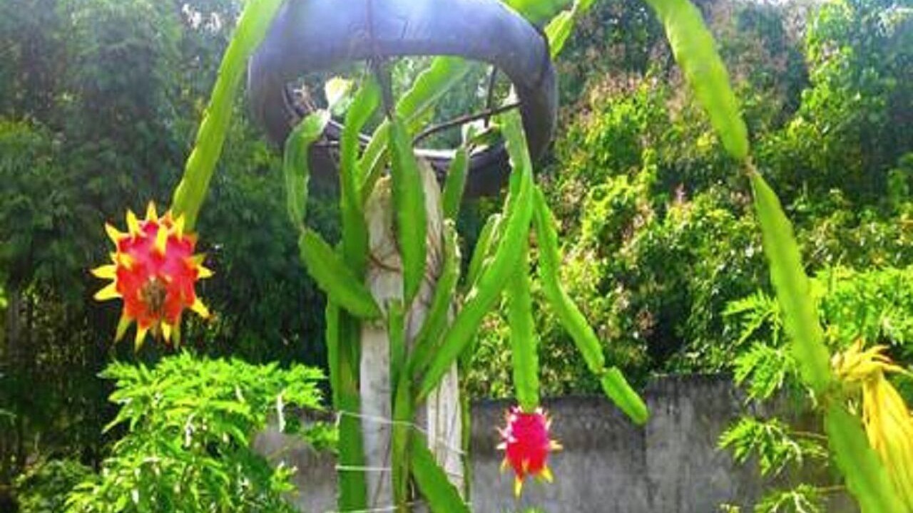 Photo of Outdoor in Senggigi