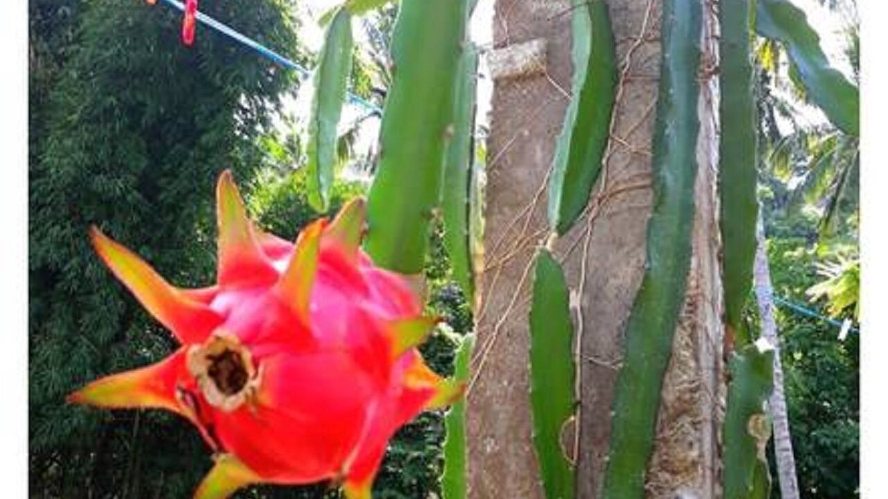 Photo of Outdoor in Senggigi