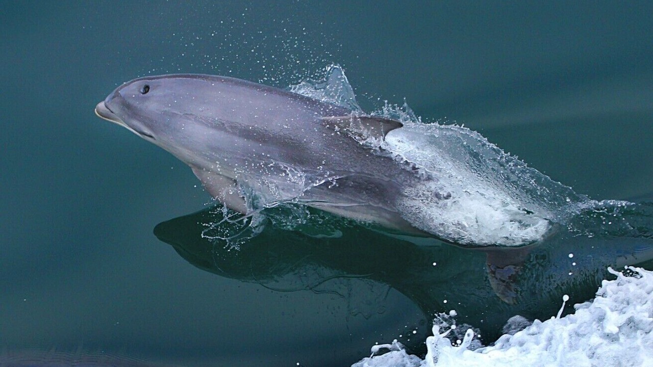 Photo of Others in Paihia