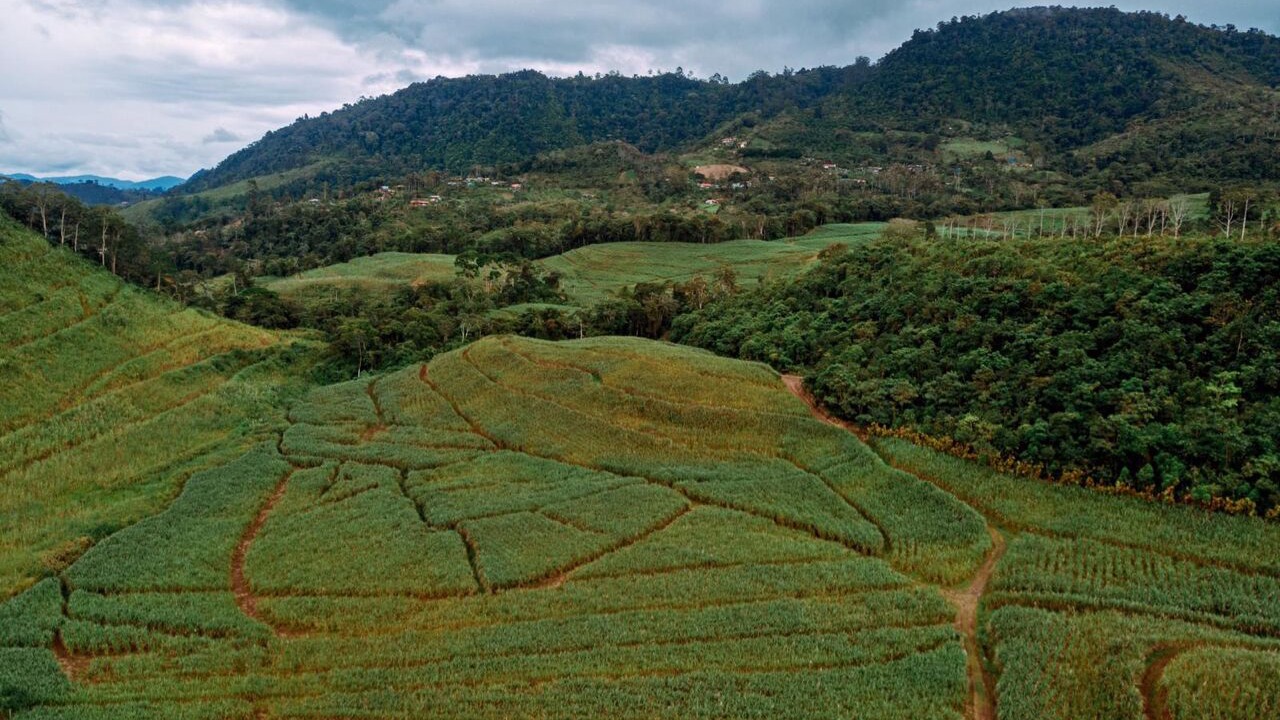Photo of Others in Pavones