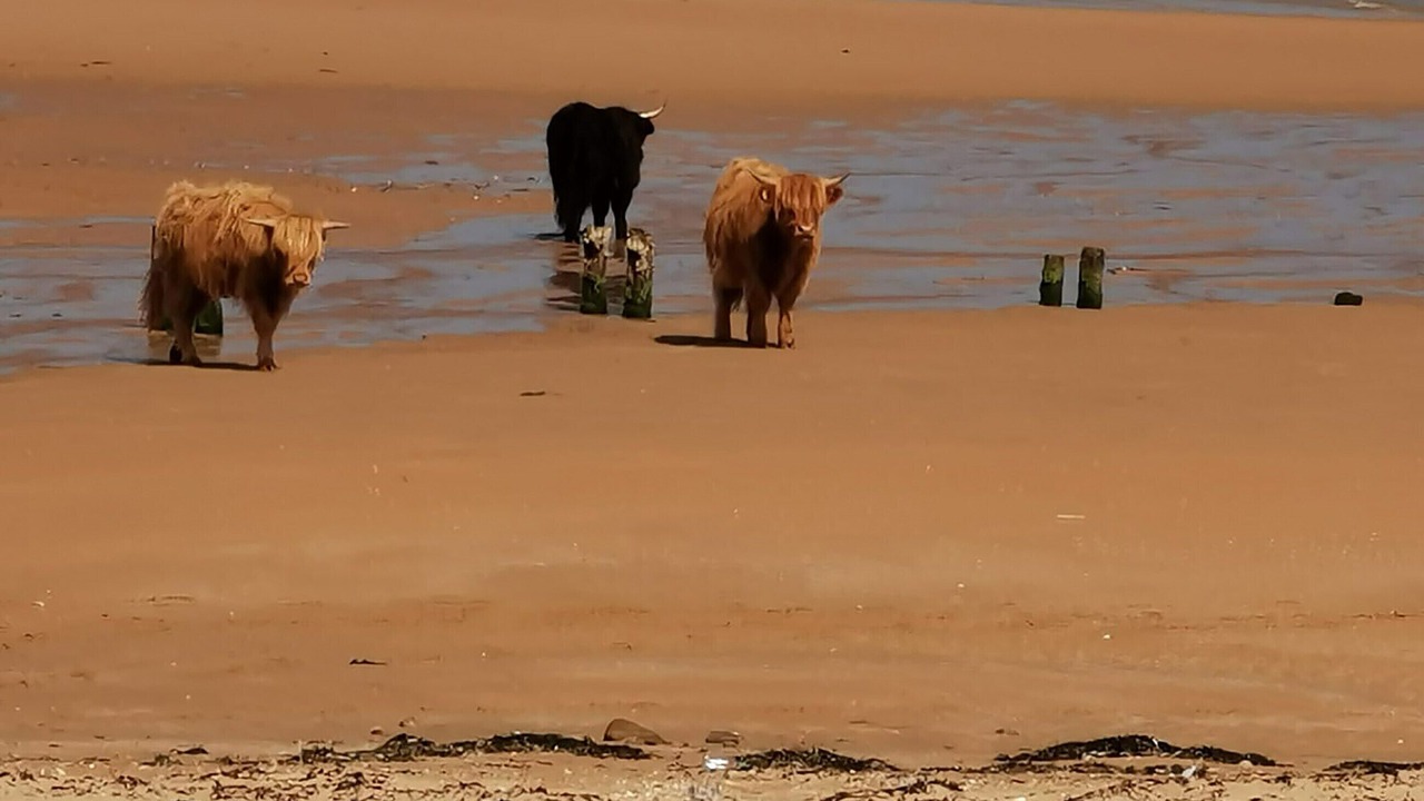Photo of Others in Brora