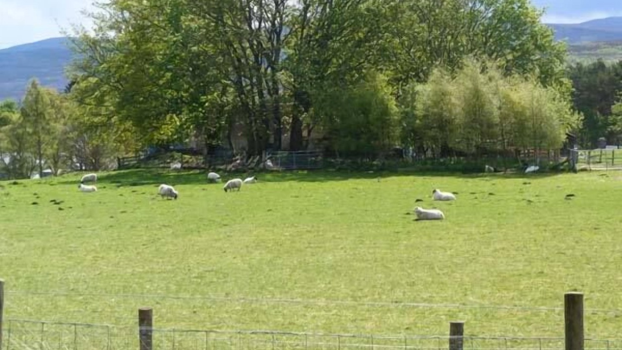 Photo of Others in Newtonmore