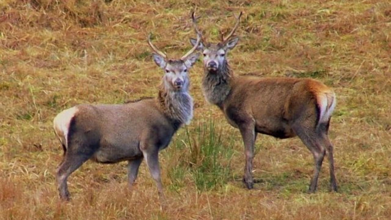 Photo of Outdoor in Newtonmore
