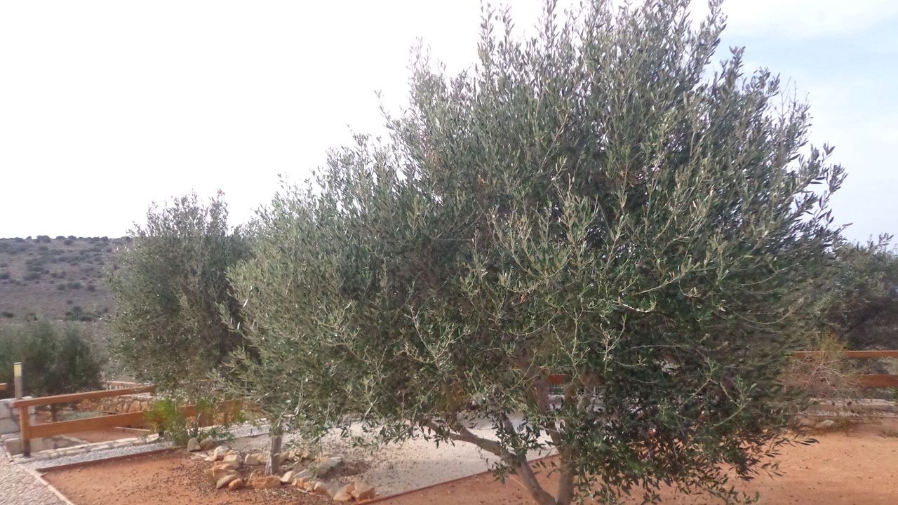 Photo of Outdoor in Skotino