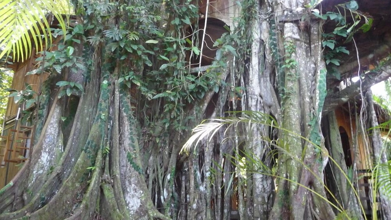 Photo of Others in Cahuita