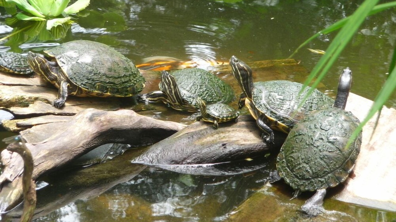 Photo of Others in Cahuita