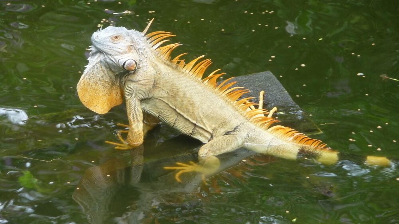 Photo of Others in Cahuita