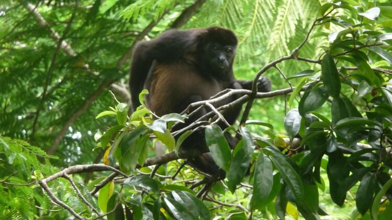 Photo of Patio Balcony in Cahuita