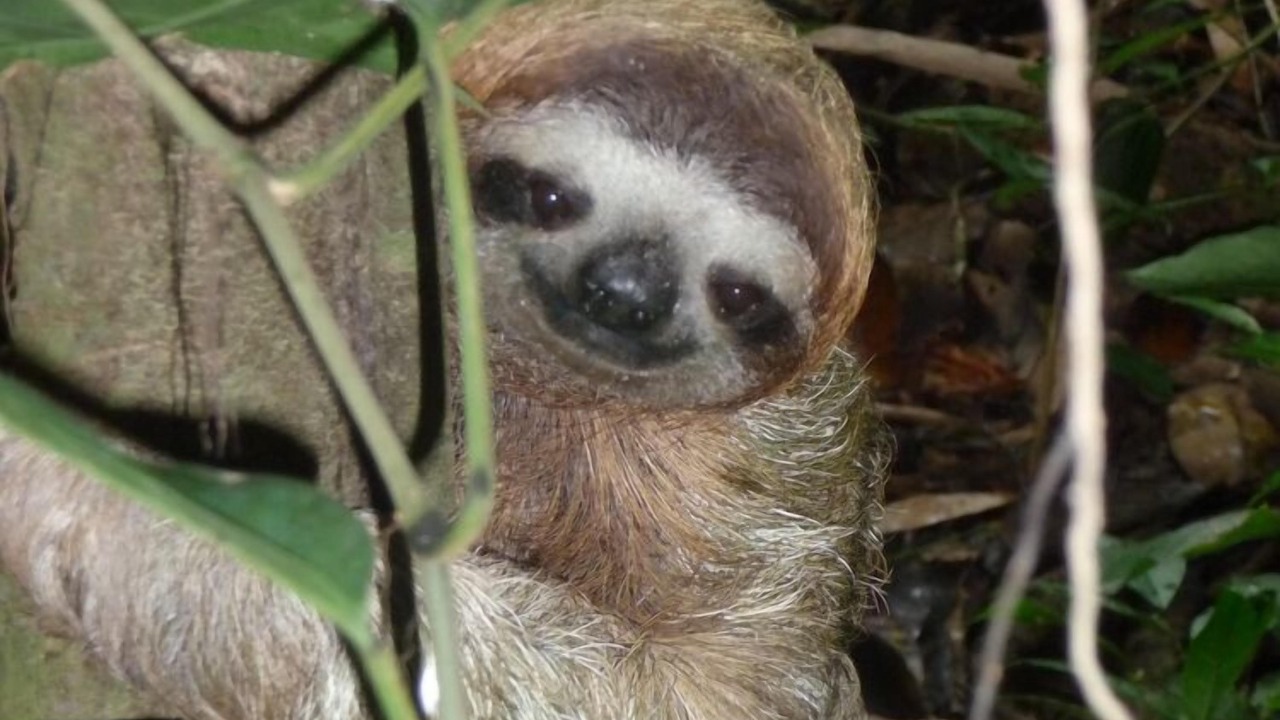 Photo of Others in Cahuita