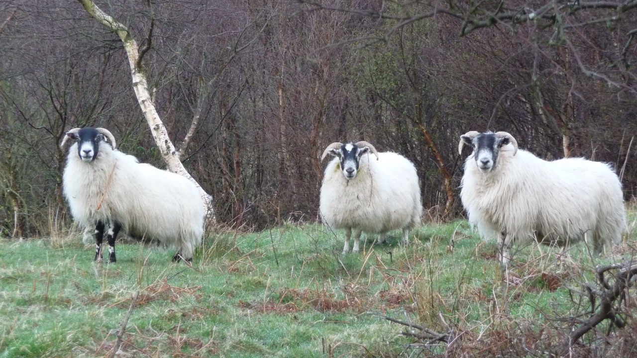 Photo of Others in Isle of Arran