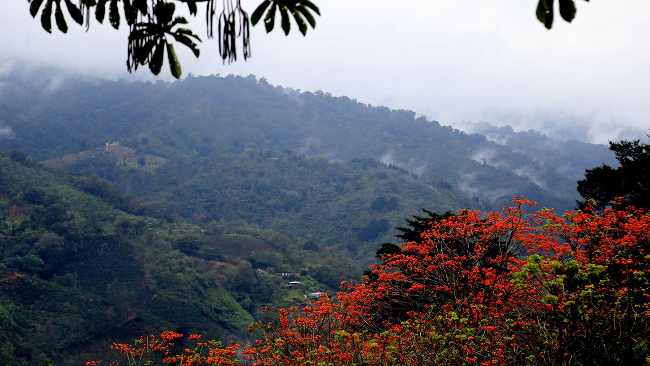 Photo of Outdoor in Orosi