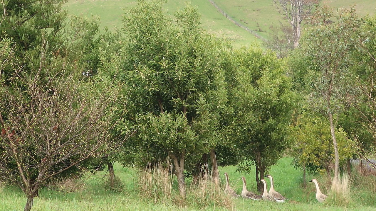 Photo of Others in Lilydale