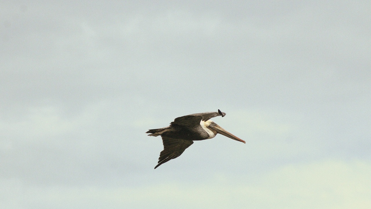Photo of Others in Punta Leona