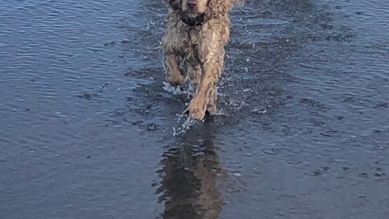 Photo of Others in Foxton Beach