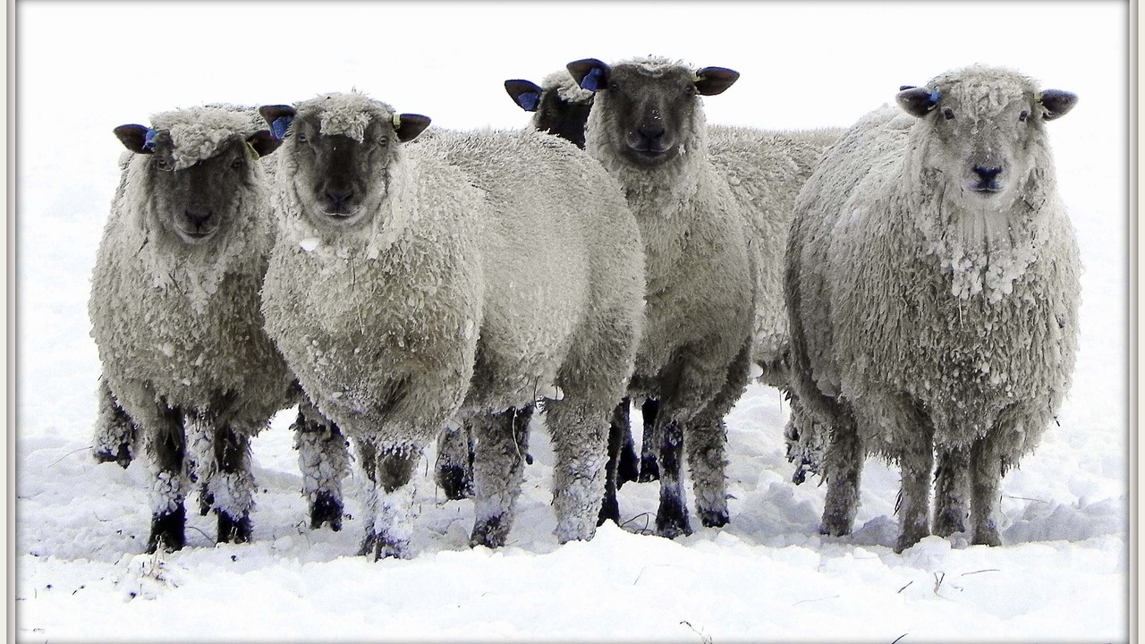 Photo of Others in Huntly