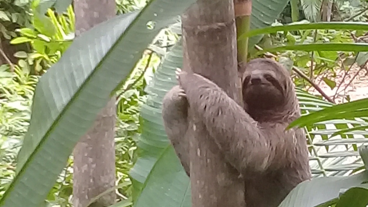 Photo of Outdoor in Dominical