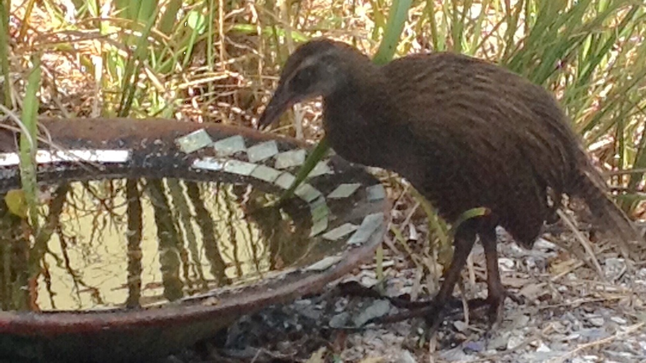 Photo of Others in Kenepuru Head