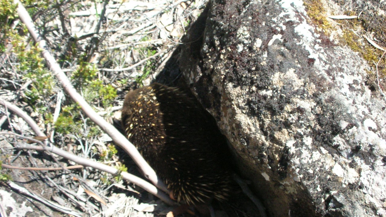 Photo of Others in Cradle Mountain