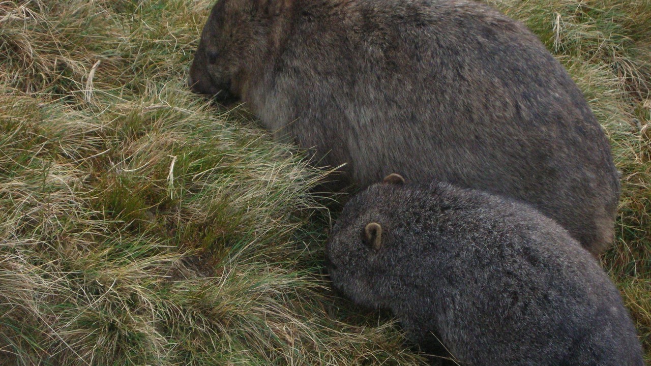 Photo of Outdoor in Cradle Mountain